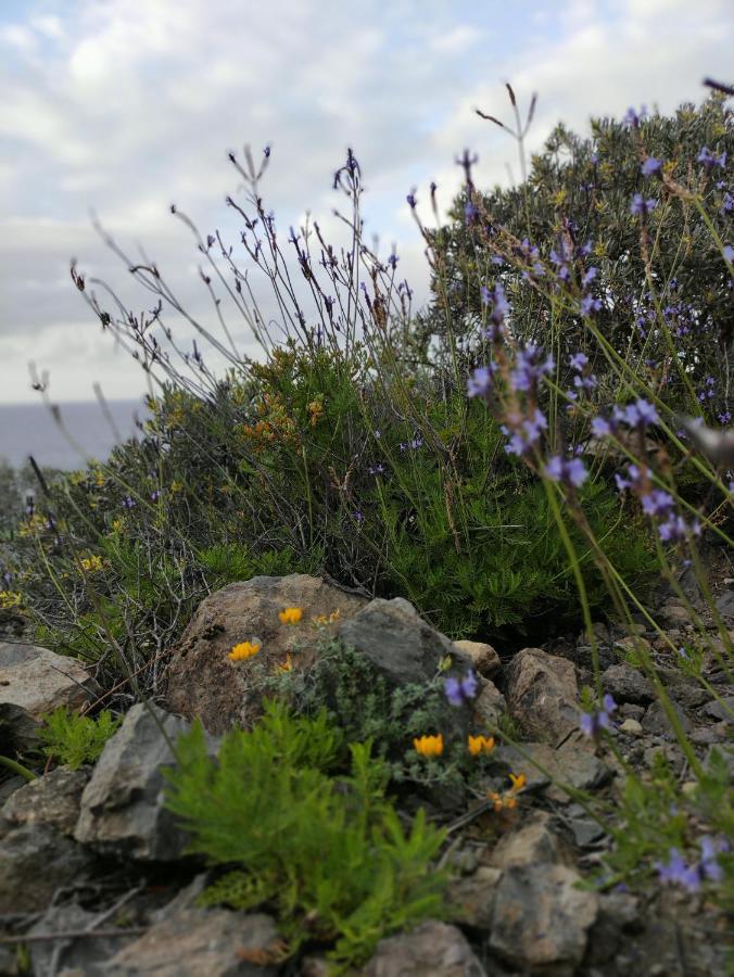 La Casita Del Sendero Διαμέρισμα La Guancha Εξωτερικό φωτογραφία