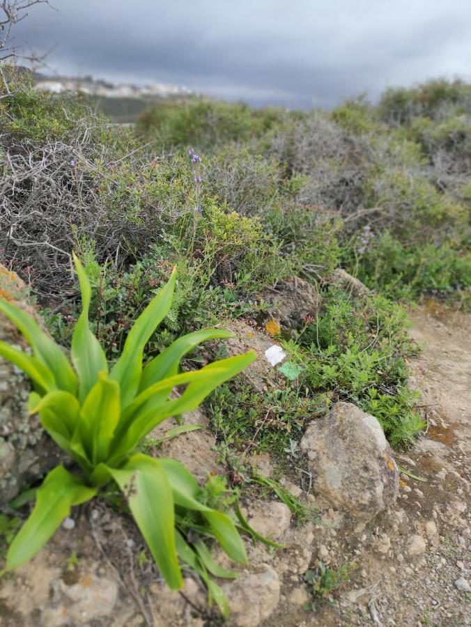 La Casita Del Sendero Διαμέρισμα La Guancha Εξωτερικό φωτογραφία